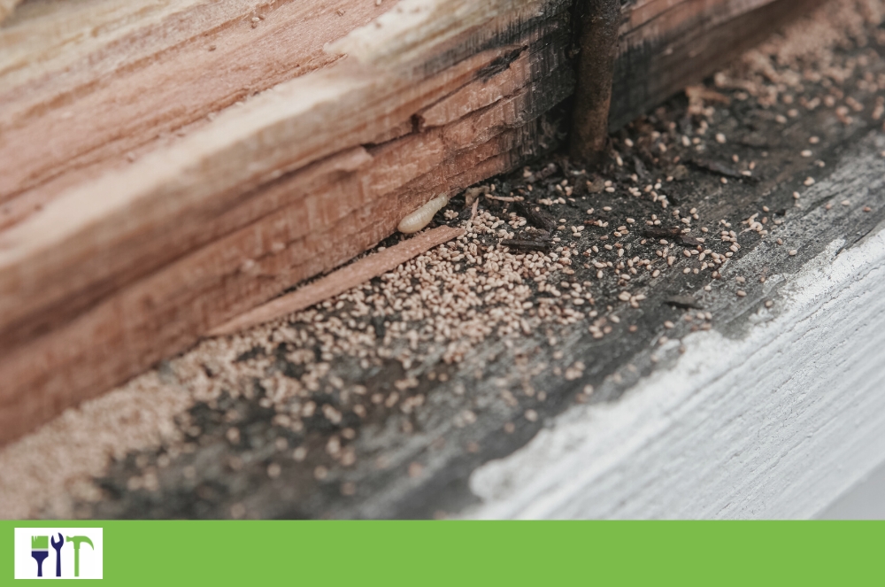 About termite infestation